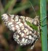Chiasmia clathrata